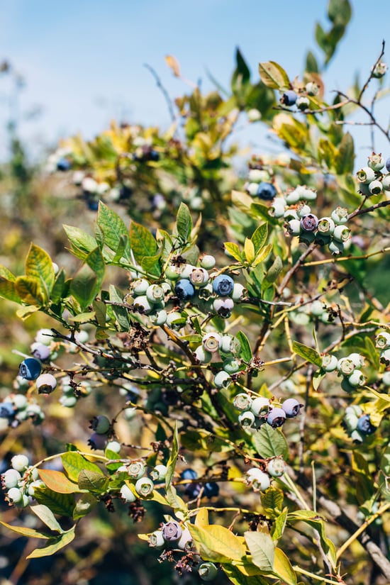 blueberry_fields-1.jpg