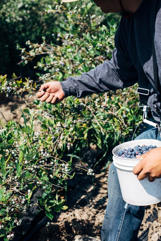 blueberry_fields-4.jpg