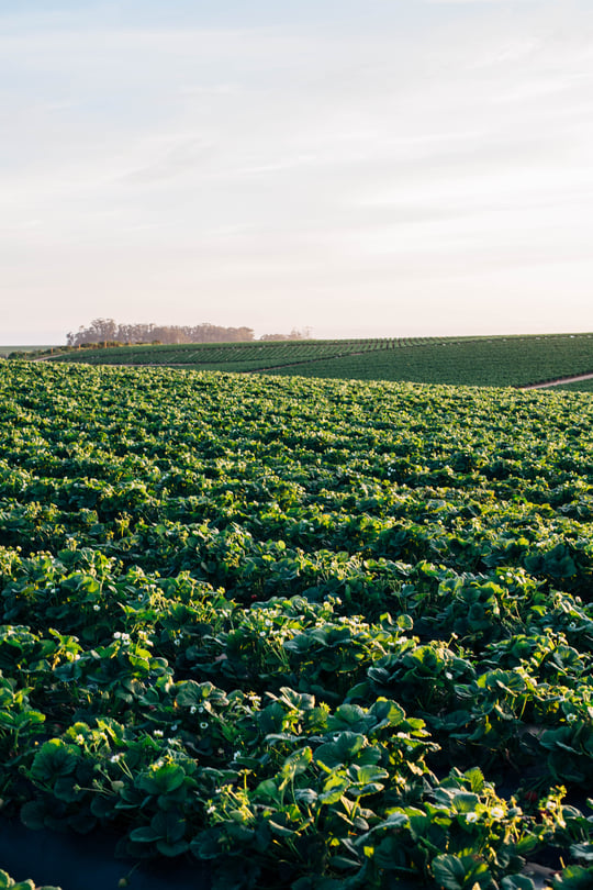 strawberry-raspberry_field-1.jpg