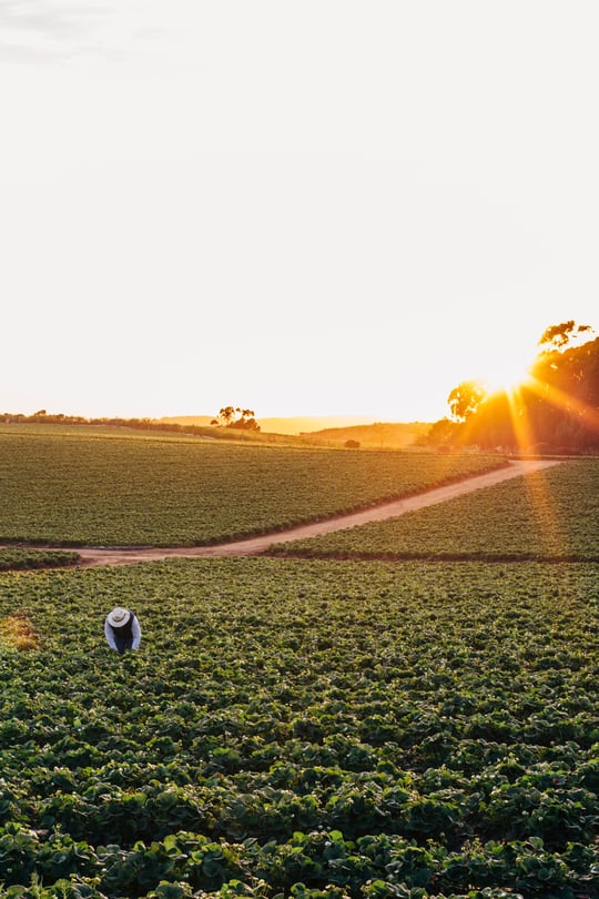 strawberry-raspberry_field-2.jpg