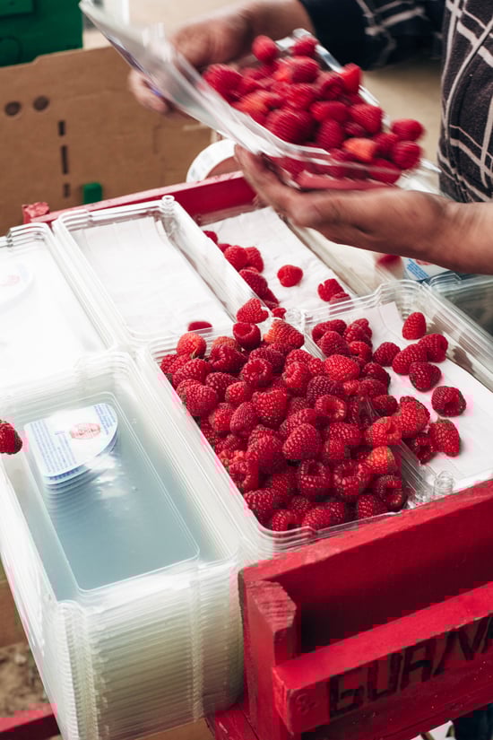strawberry-raspberry_field-8.jpg