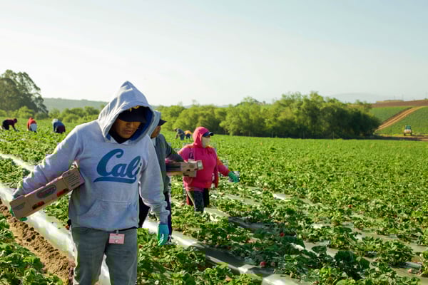 Watsonville Straws Workers.jpg