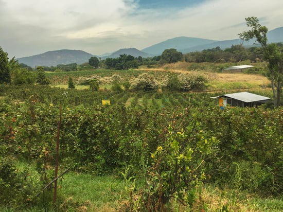 Blackberry Field.jpg