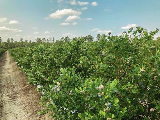 Georgia Blue Fields.jpg