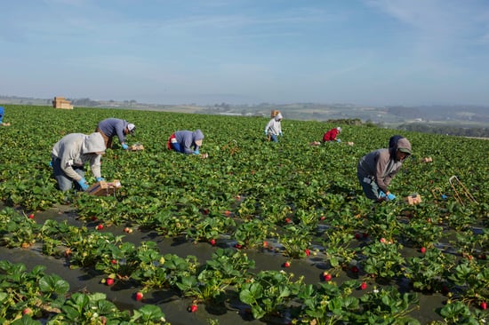 Watsonville Fields.jpg