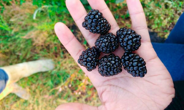 Mexico Blackberries.jpg
