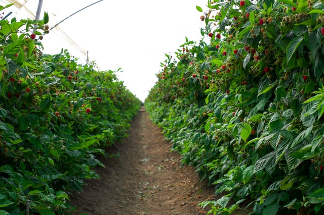 Raspberry fields.jpg