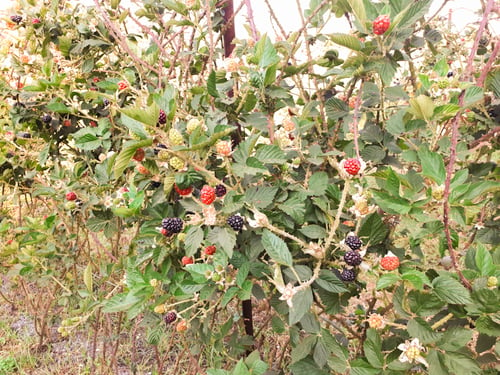 Blackberry crop