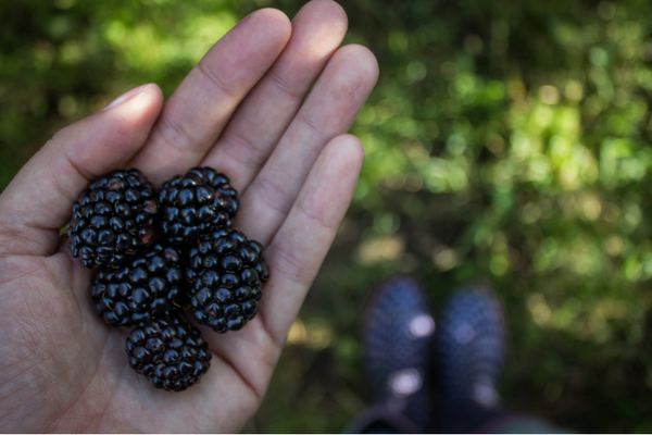 Blackberries in Hand Final.png