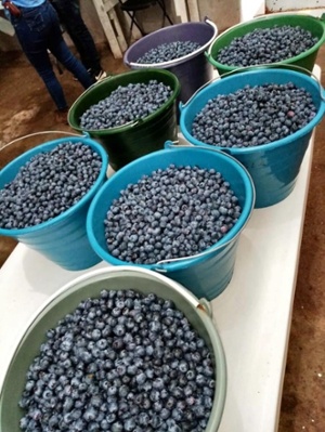 Blueberries MX-1-1