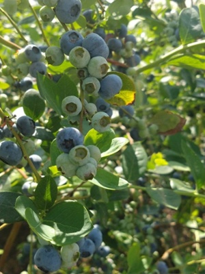 Blueberries South Am-1-1