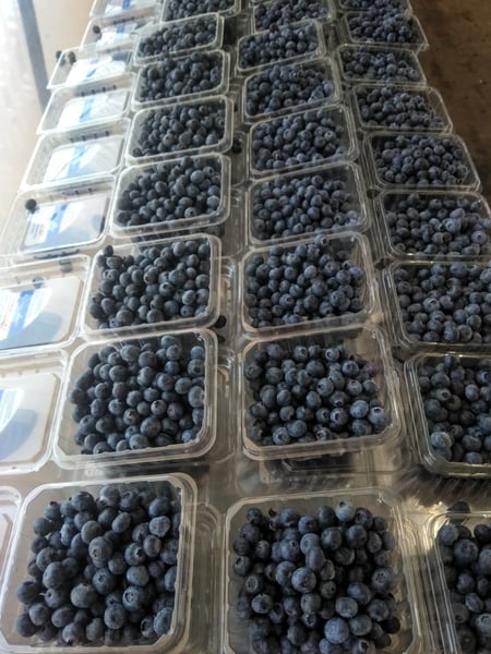 Blueberries-4.2.2020