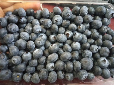 Blueberry-1-1