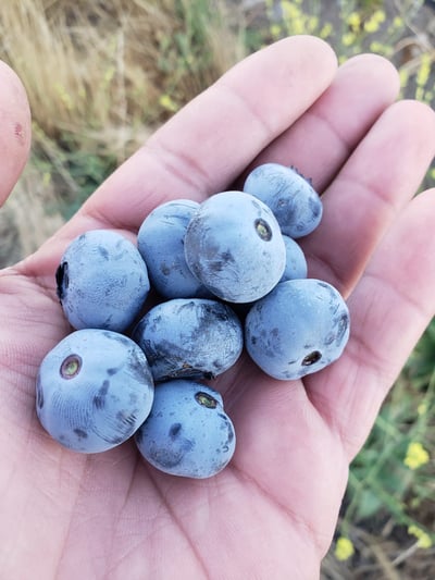 Chile blueberries