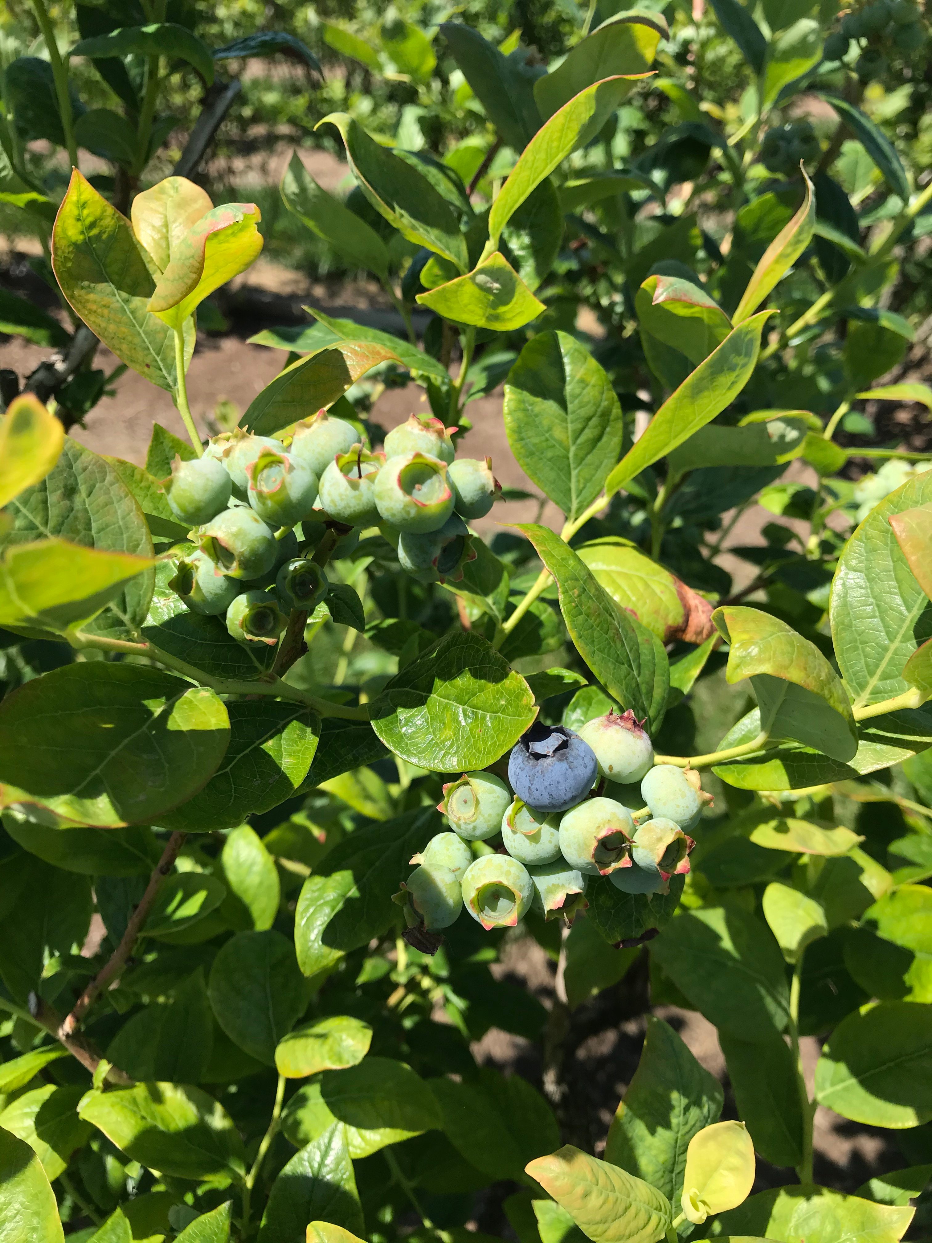 Oregon blueberries