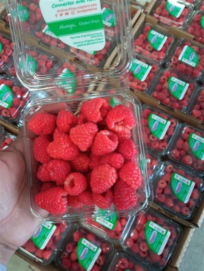 Raspberries-1