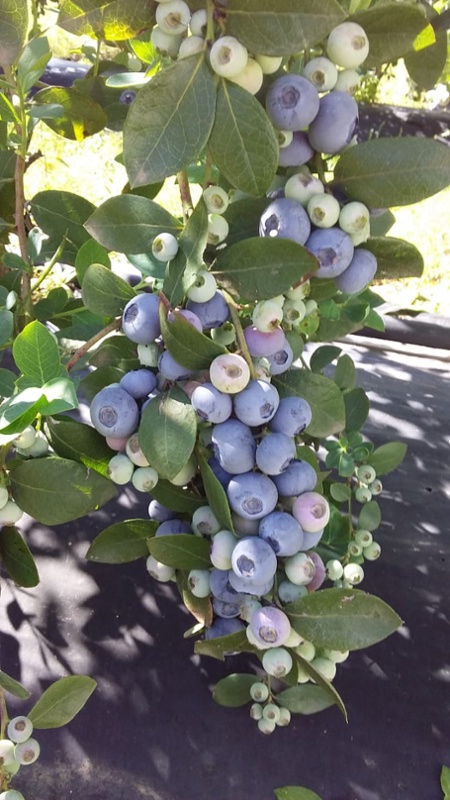 S Am blueberries-1