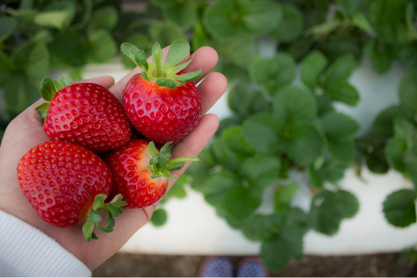 Strawberries in Hand Final.png