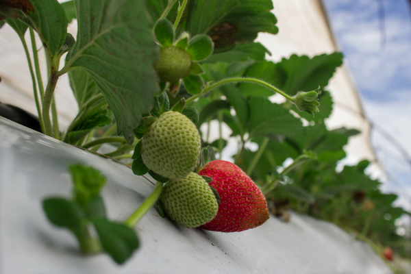 Strawberry on Plant Final.png
