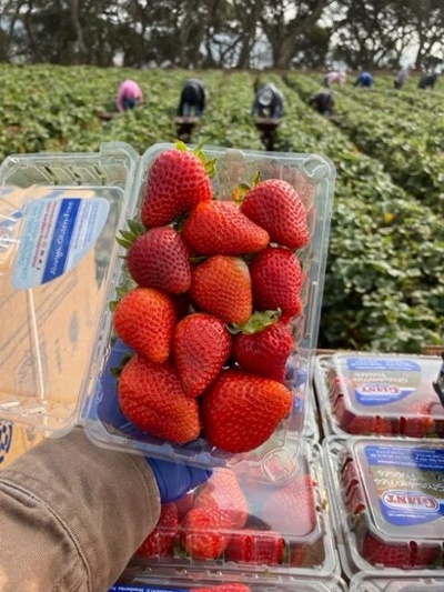 Watsonville Strawberries-1