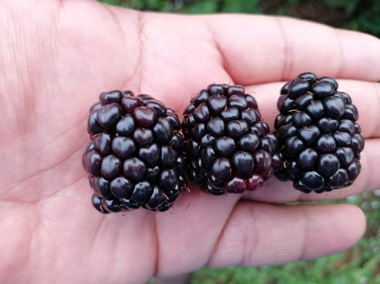 black 36