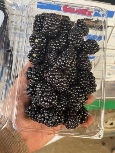 blackberries clam-1