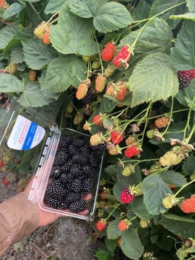blackberries-1