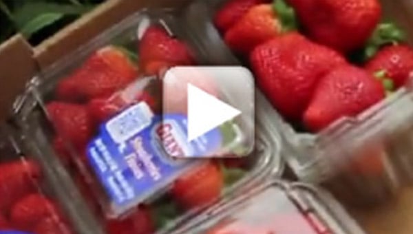 Strawberry Packing
