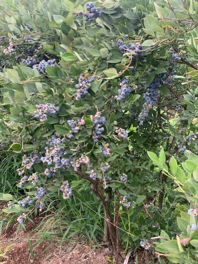 mex- blueberries