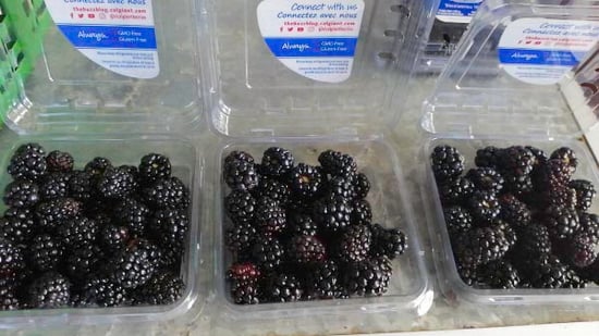 mx blackberries