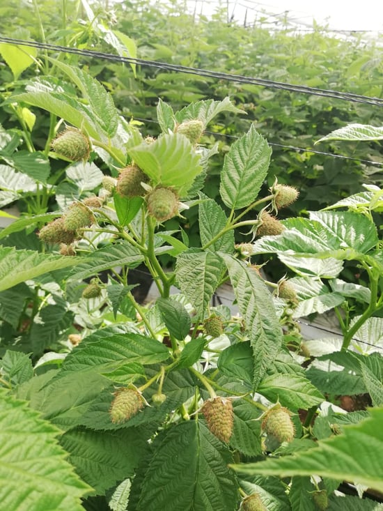 rasp 36 1[1]