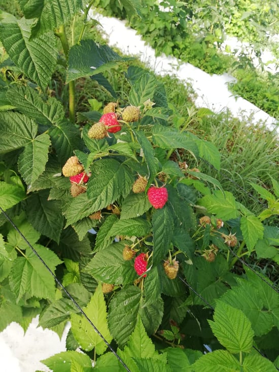 rasp 36