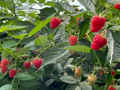 raspberries field-1