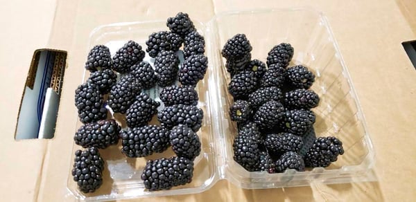 sm blackberries